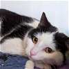adoptable Cat in kanab, UT named Breeze