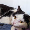 adoptable Cat in Kanab, UT named Breeze