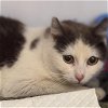 adoptable Cat in kanab, UT named Pierogi