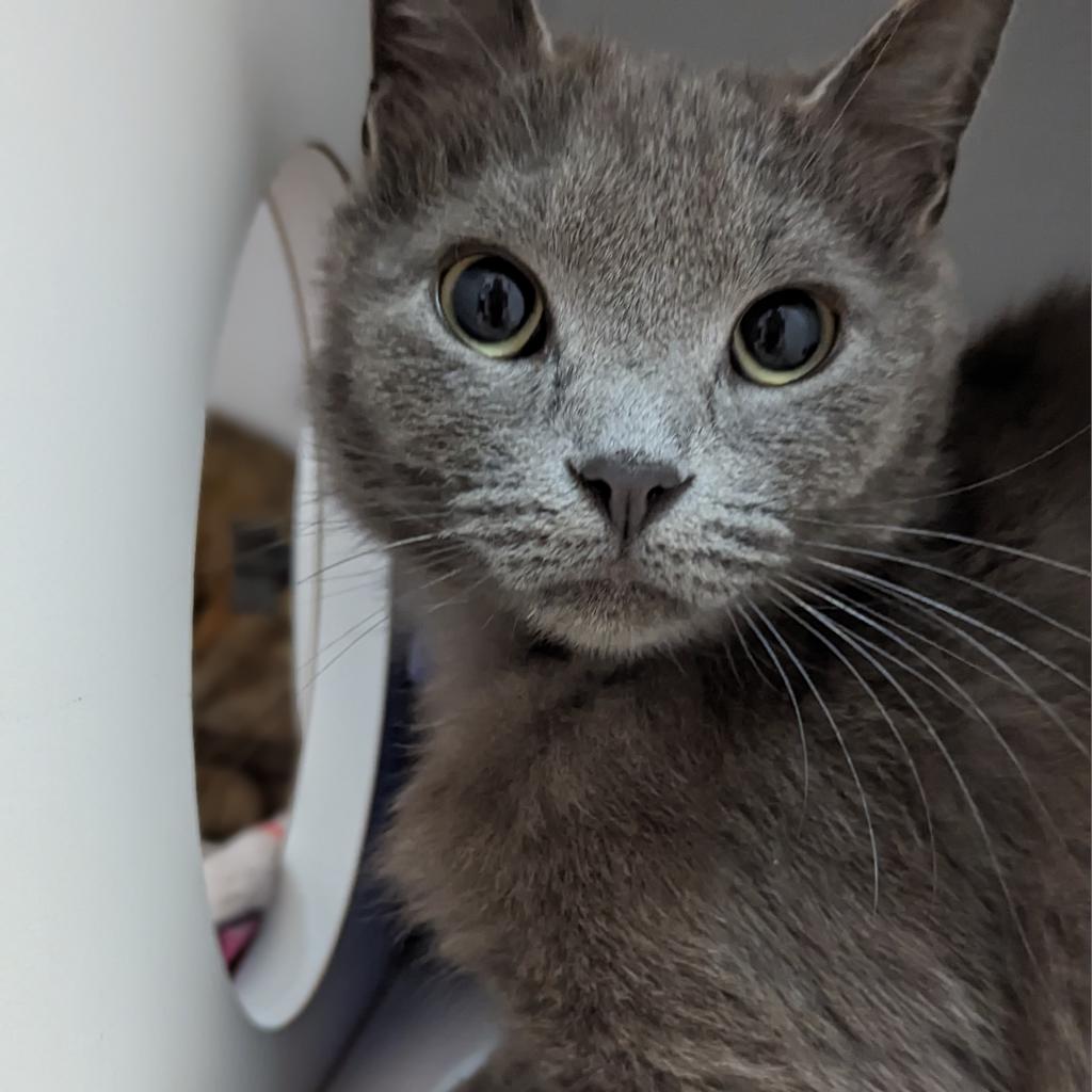 Pecan - Domestic Short Hair