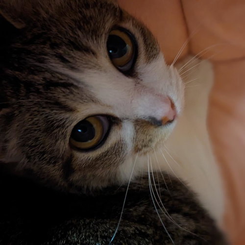 Kia, Adult Domestic Short Hair, cat for adoption in Kanab, Utah