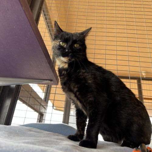 Frita, Adult Domestic Short Hair, cat for adoption in Kanab, Utah