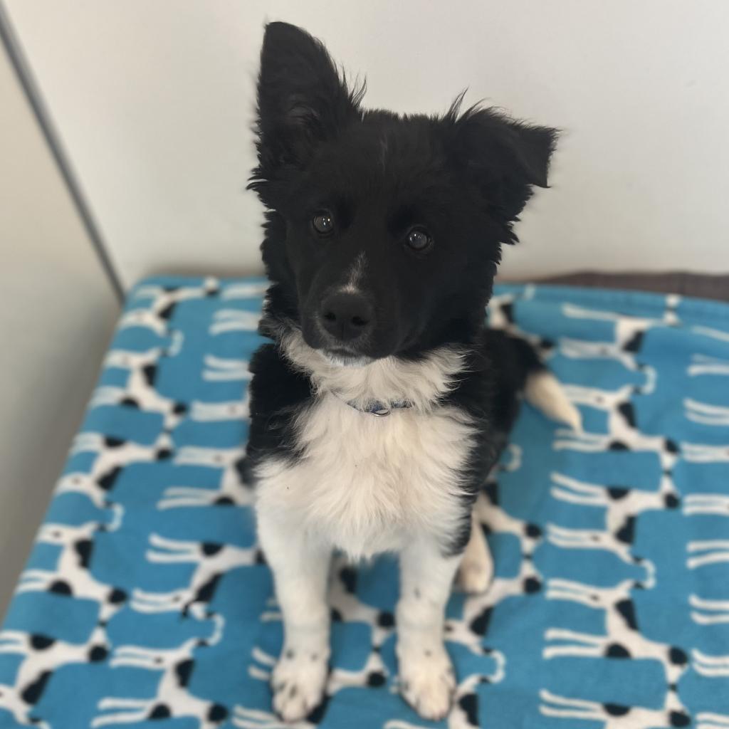 Gecko - Border Collie / Mixed