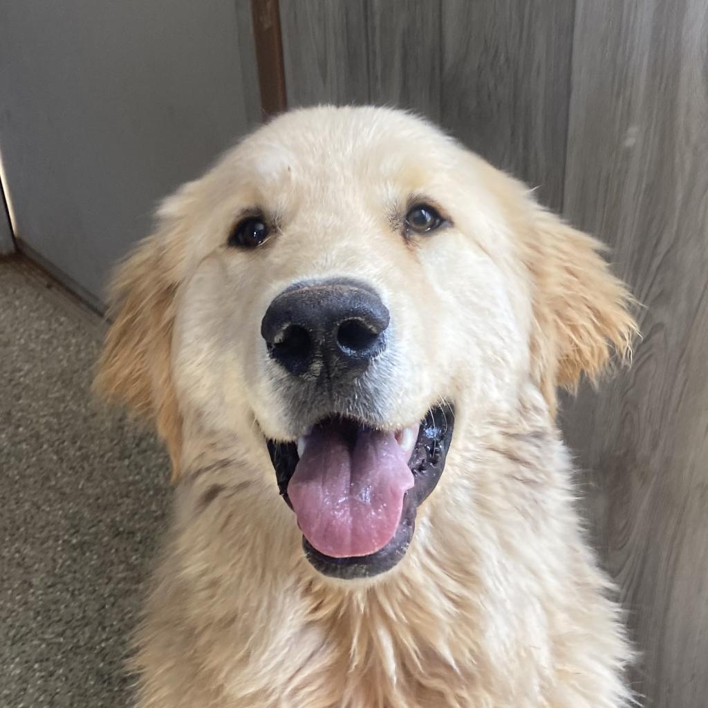 Newt - Golden Retriever / Mixed