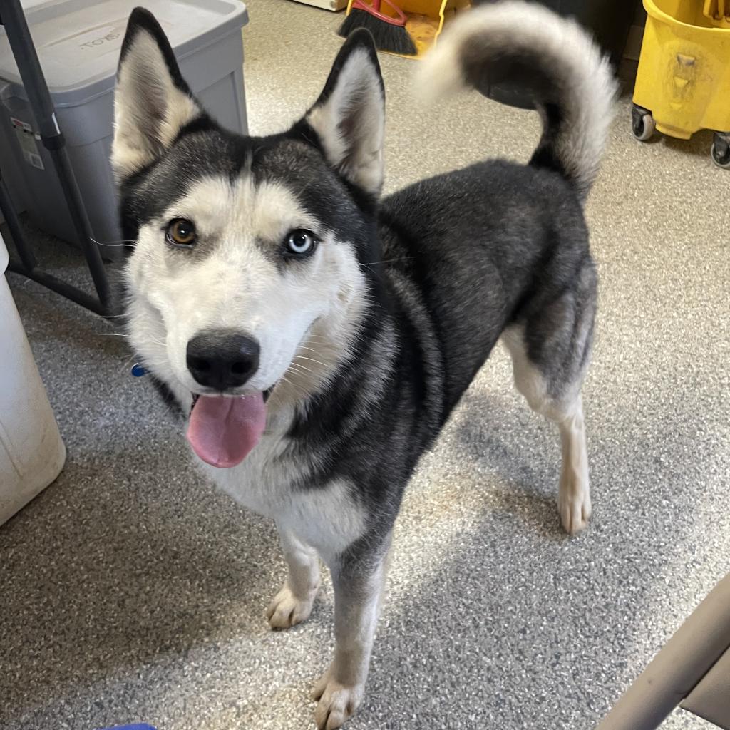 Adoptable Male Male