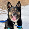 adoptable Dog in Kanab, UT named Chameleon