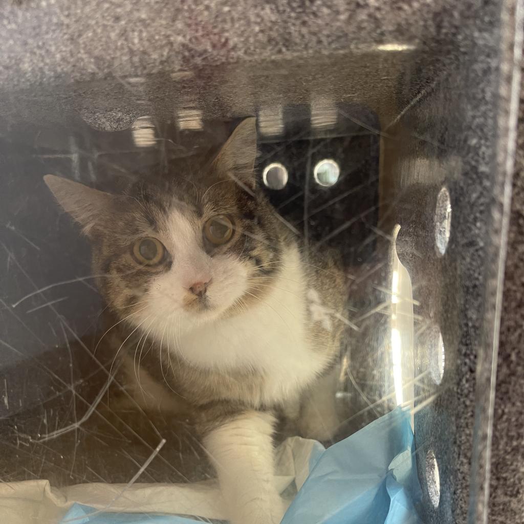 Crescendo - Domestic Short Hair