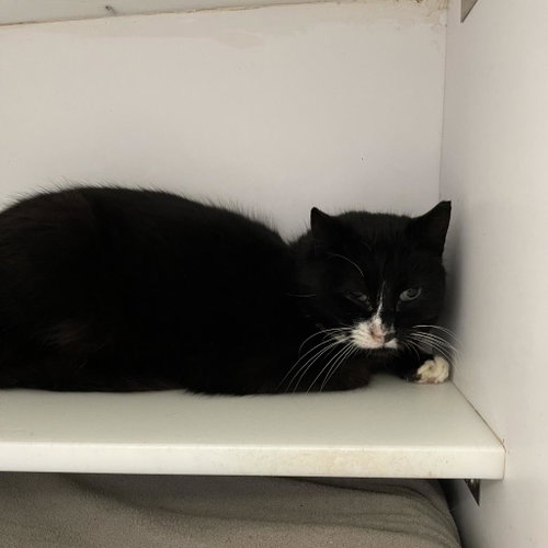 Macaroon, Adult Domestic Short Hair, cat for adoption in Kanab, Utah