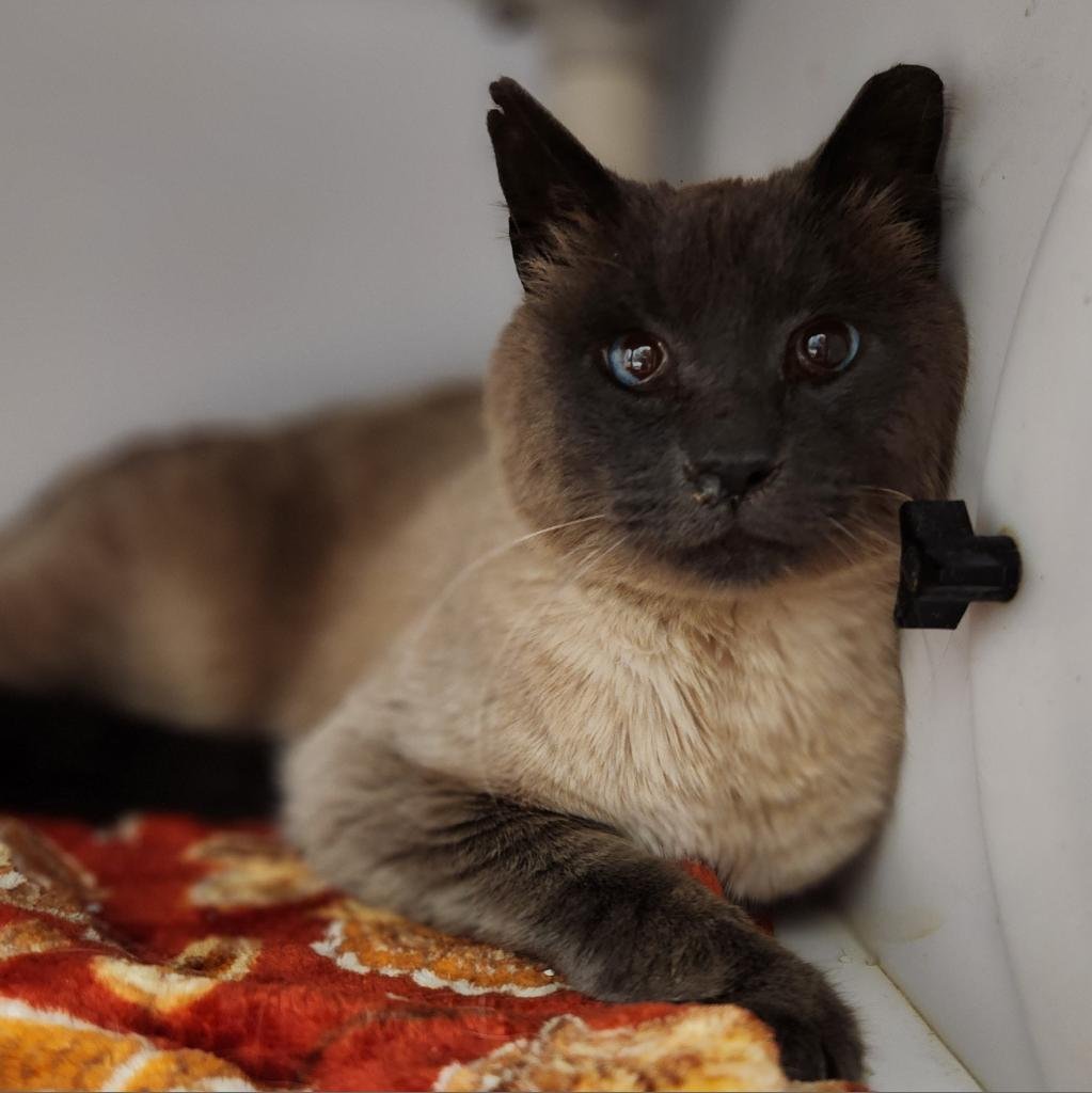 Spencer - Domestic Short Hair / Siamese / Mixed