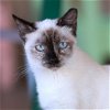 adoptable Cat in kanab, UT named Pepperoncini