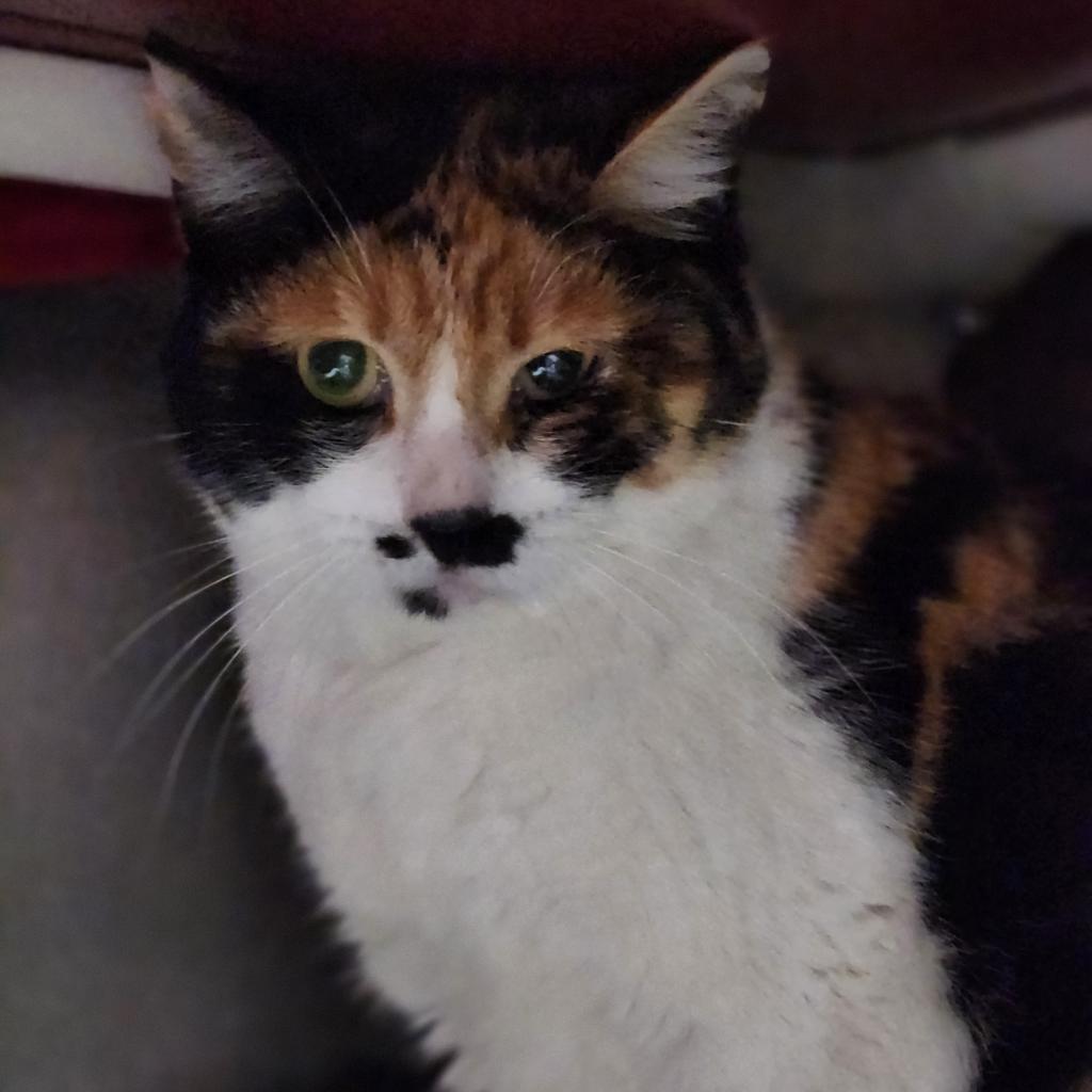 Falsetto - Domestic Short Hair