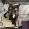 adoptable Cat in Kanab, UT named Wednesday