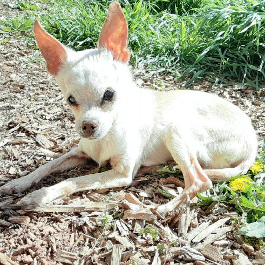Adoptable Female Female
