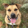 adoptable Dog in Kanab, UT named Ponytail