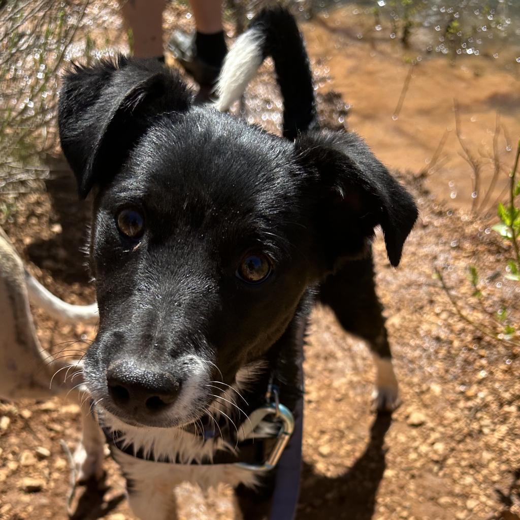Adoptable Female Female