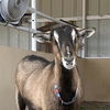 adoptable Goat in  named Dawn