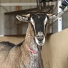 adoptable Goat in Kanab, UT named Xena