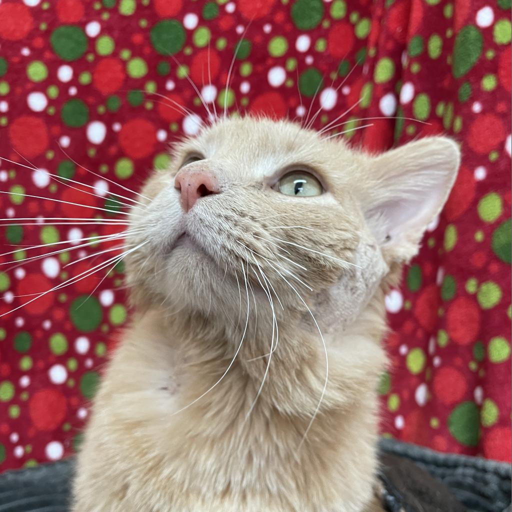 Gustave - Domestic Medium Hair