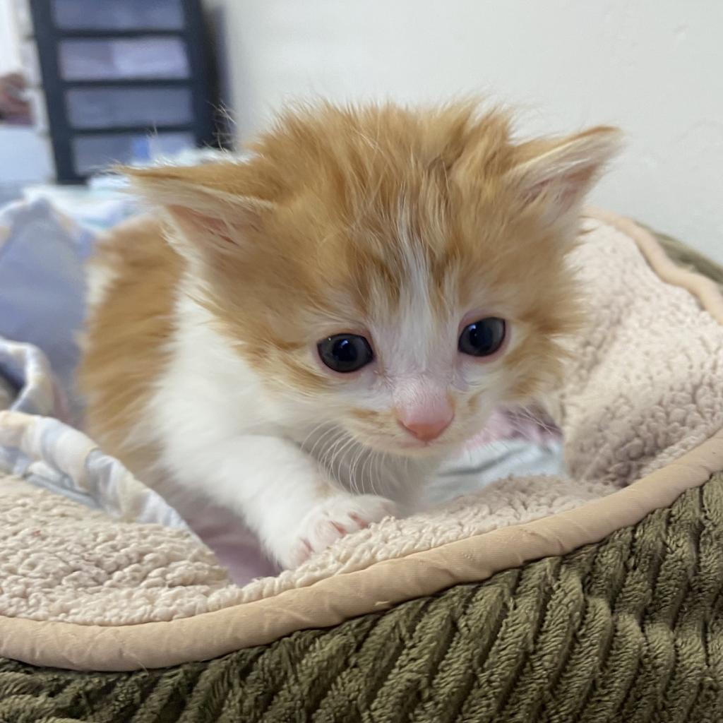 Barett - Domestic Medium Hair