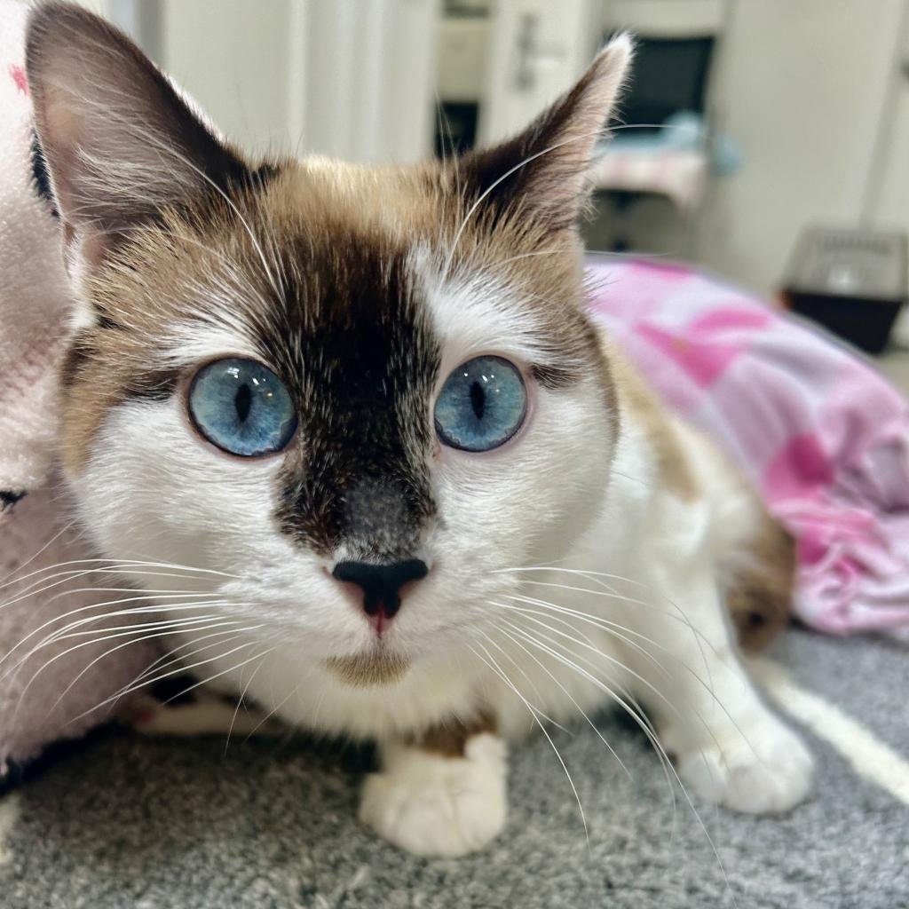 Evelyn - Siamese / Snowshoe / Mixed