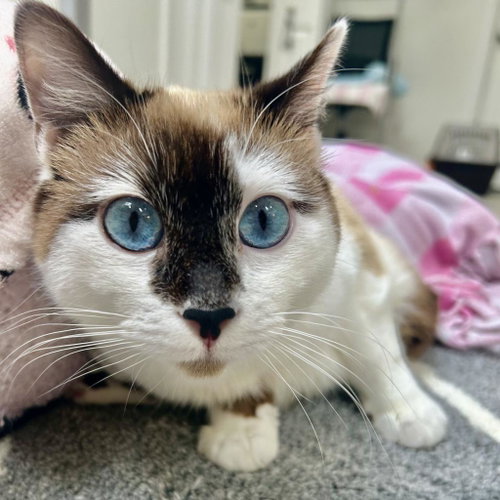 Evelyn, Adult Siamese / Snowshoe / Mixed, cat for adoption in Kanab, Utah