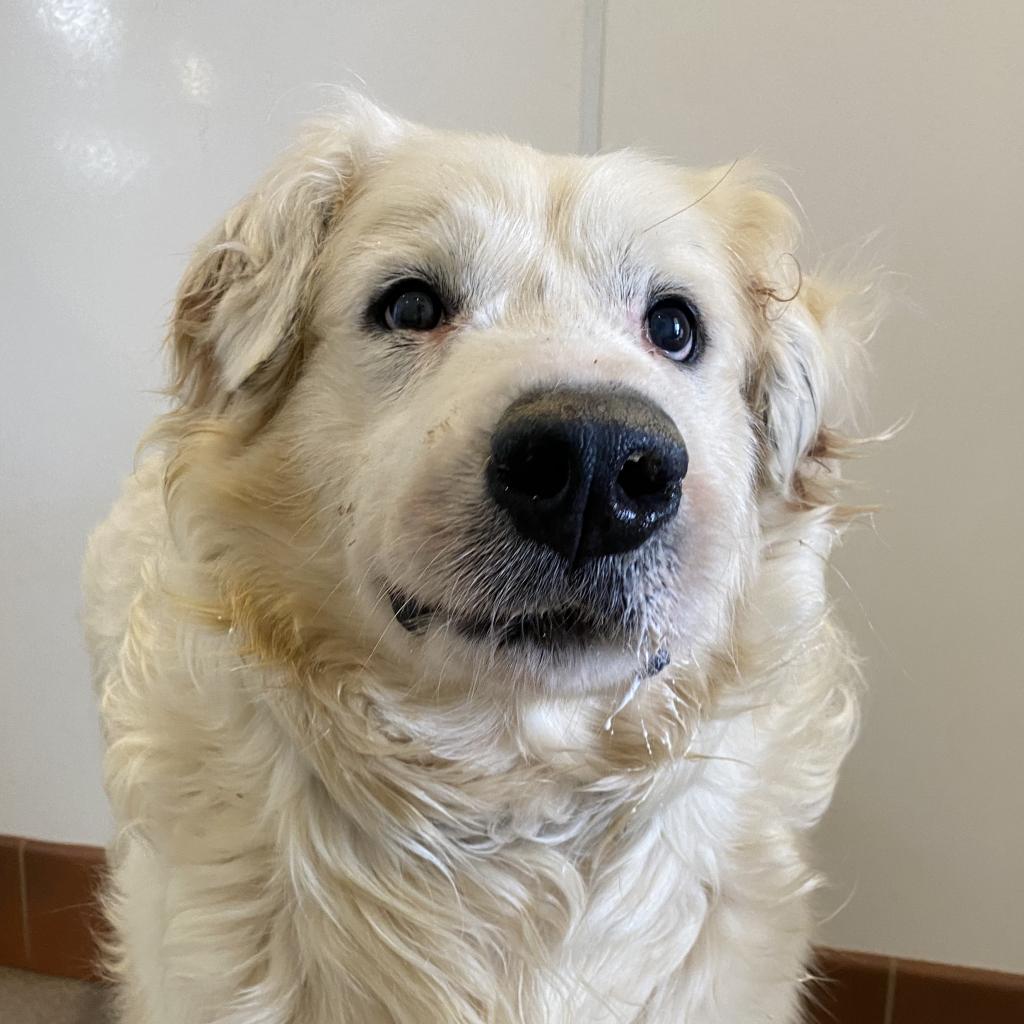 Adoptable Male Male