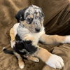 adoptable Dog in  named Quiznos