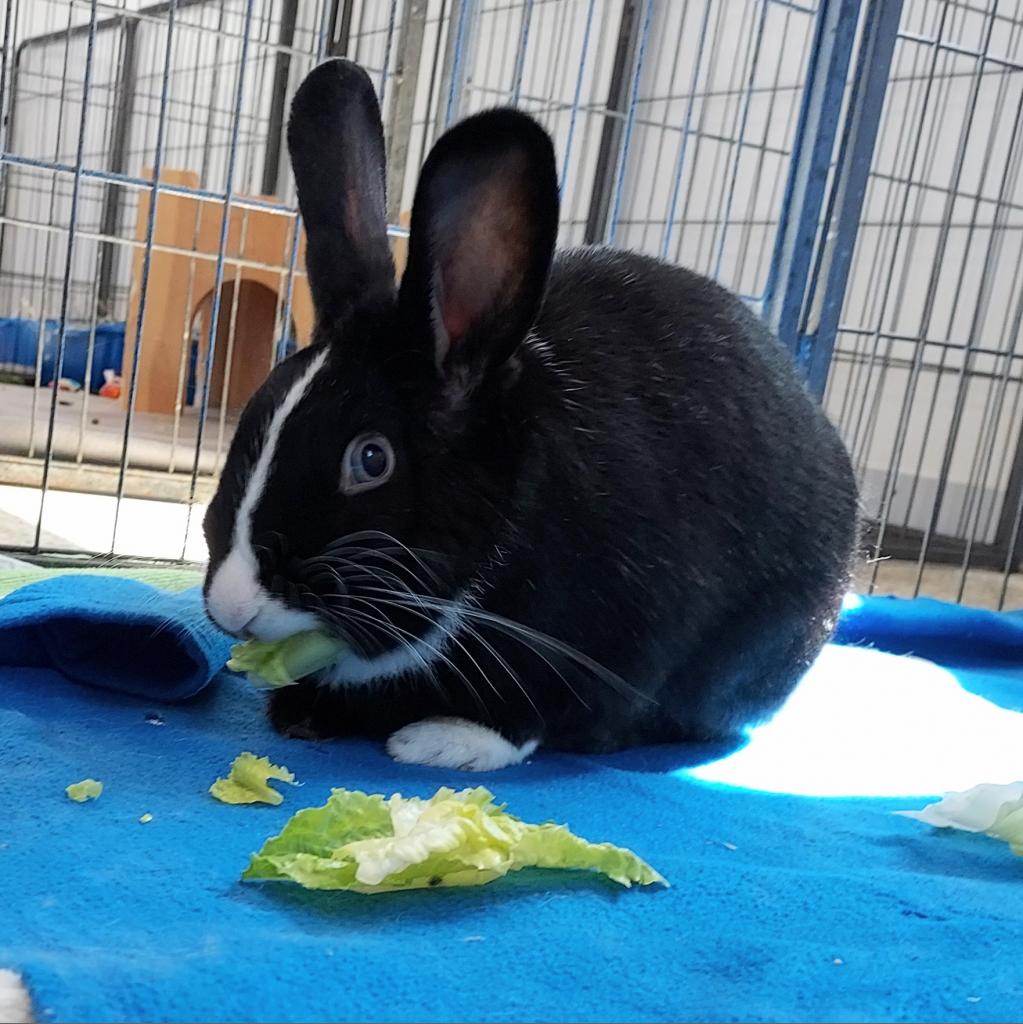 Adoptable Male Male
