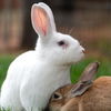 adoptable Rabbit in  named Robin