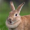 adoptable Rabbit in  named Babs