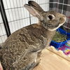 adoptable Rabbit in Kanab, UT named Colonel Carrots