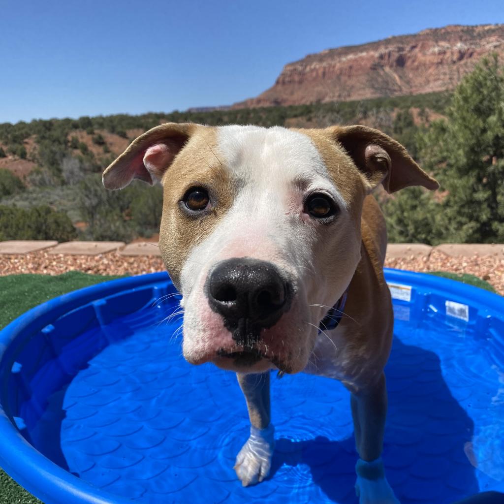 Adoptable Male Male
