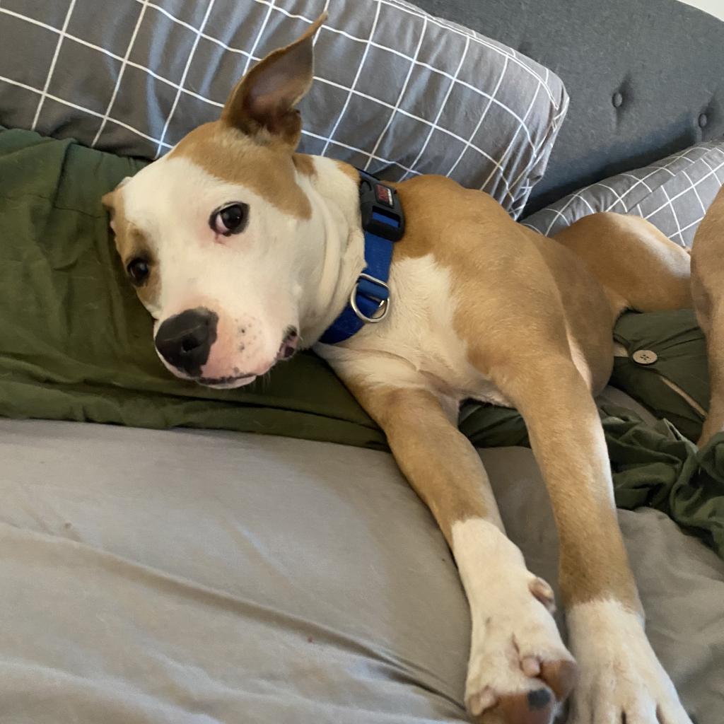 Adoptable Male Male