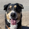 adoptable Dog in Kanab, UT named Dodge