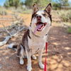 adoptable Dog in Kanab, UT named Shiro