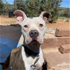 adoptable Dog in  named Petey