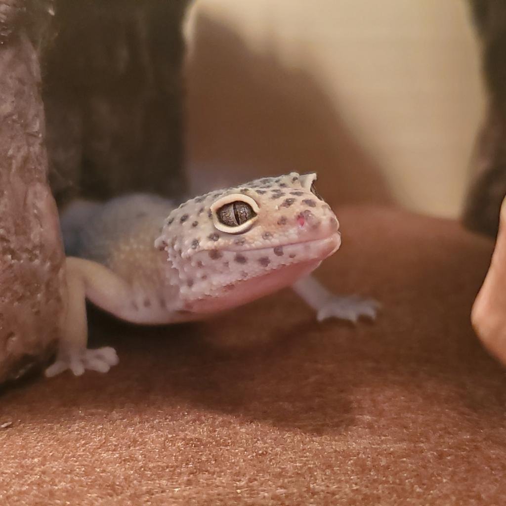 Roo - Gecko