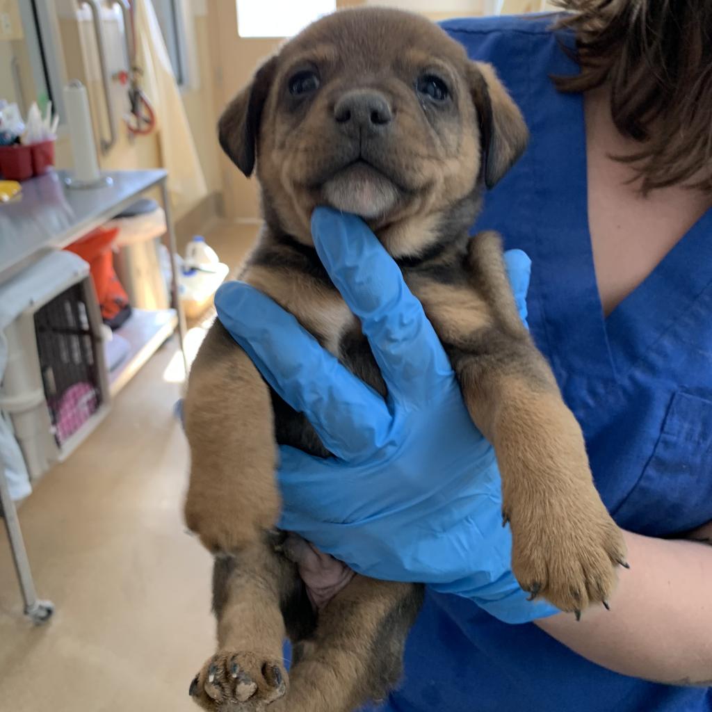 Adoptable Male Male