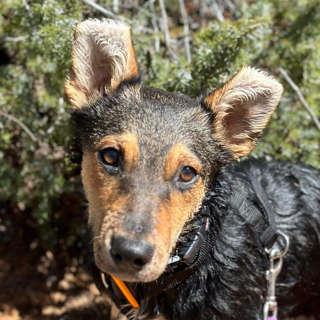Adoptable Male Male