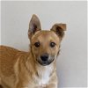 adoptable Dog in kanab, UT named Poblano
