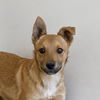 adoptable Dog in  named Poblano