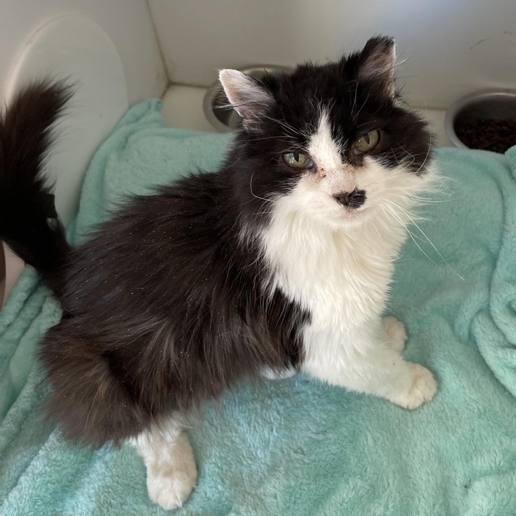 Solana - Domestic Short Hair