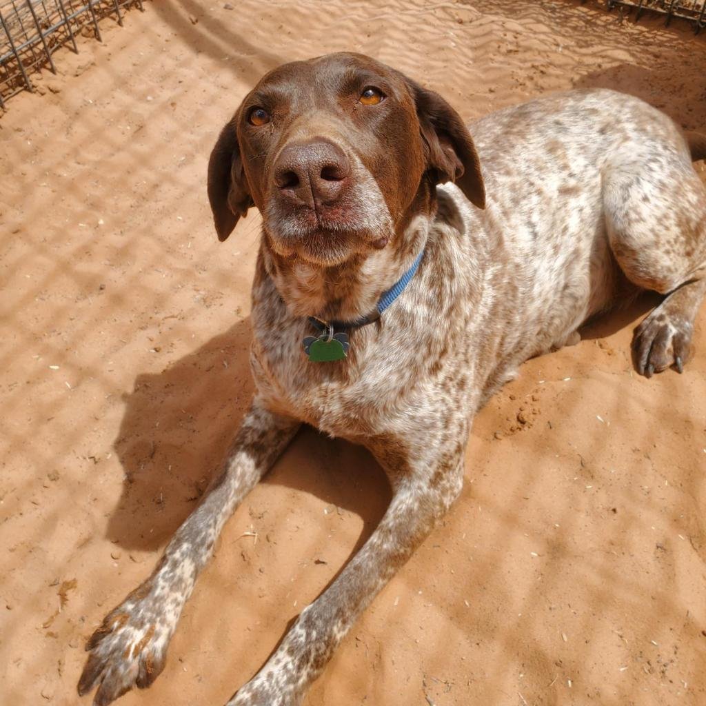 Daisy - German Shorthaired Pointer