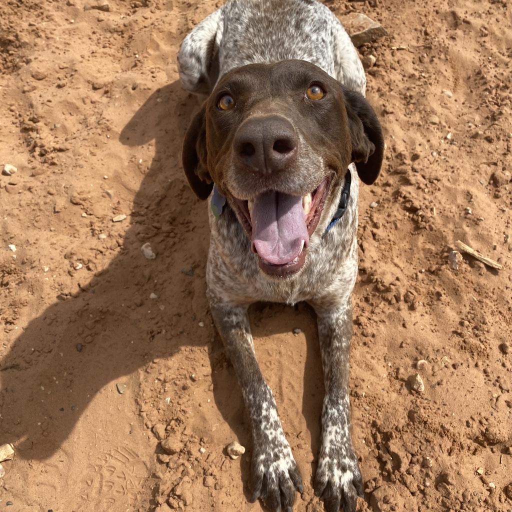 Daisy - German Shorthaired Pointer