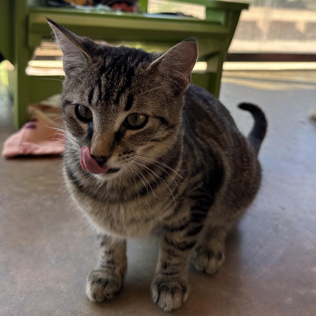 adoptable Cat in Kanab, UT named Thandi