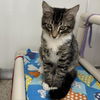 adoptable Cat in  named Sipho