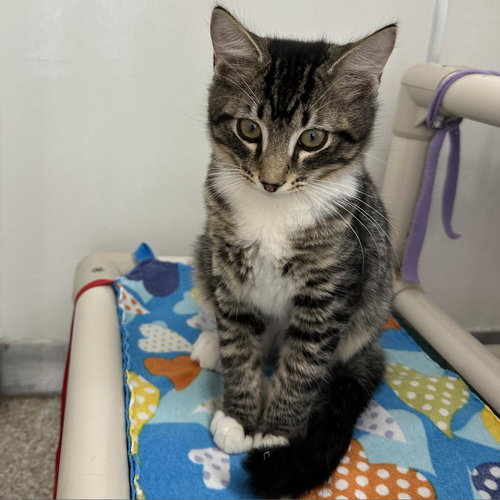 Sipho, an adoptable Domestic Medium Hair in Kanab, UT