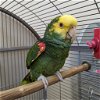 adoptable Bird in  named Pepper