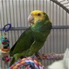 adoptable Bird in  named Goldie
