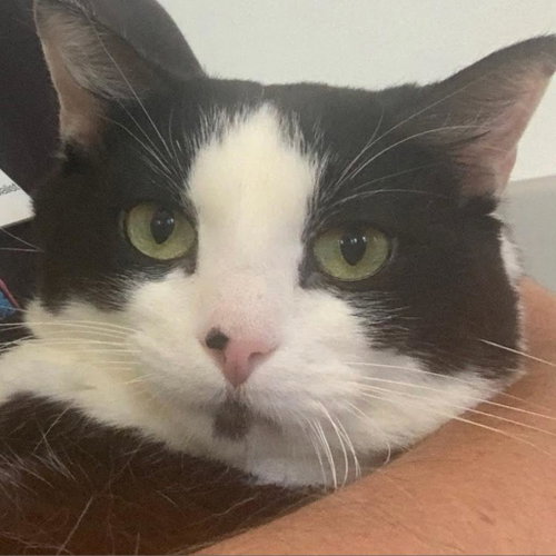 Lucky, Adult Domestic Short Hair, cat for adoption in Kanab, Utah
